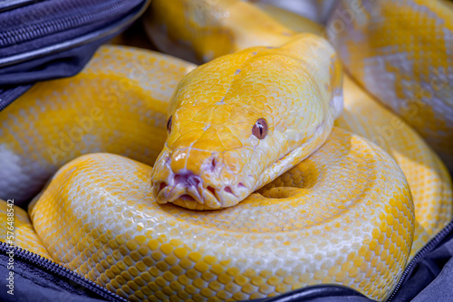 close up view of a burmese python coiled up in a backpack