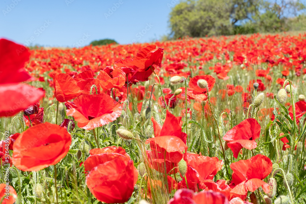 Fototapeta premium Campos de amapolas rojas en un prado verde.