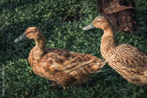 beautiful khaki campbell duck close up photo