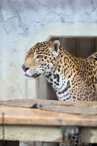 動物園の檻の中のジャガー