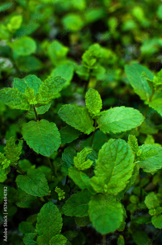 mint mint