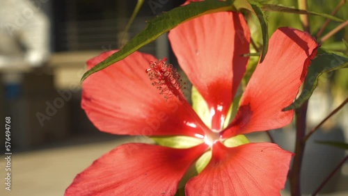 CLOSE UP, DOF: Stunning red blossom of hibiscus coccineus blooming in summer. Detailed view of scarlet rosemallow with flower petals and pistil in vibrant red color. Beautiful ornamental summer plant. photo