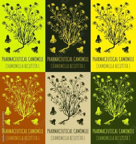 Set of vector drawings of PHARMACEUTICAL CAMOMILE in different colors. Hand drawn illustration. Latin name MATRICARIA RECUTITA L.

