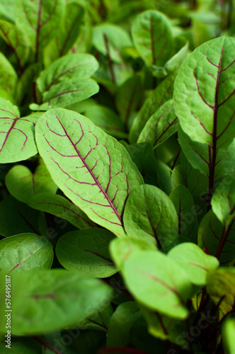 sorrel