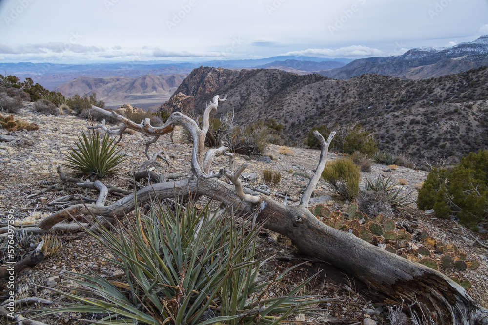 Fototapeta premium Fallen bare tree and landscape with dark clouds over Spring Mountain Recreation Area, Nevada