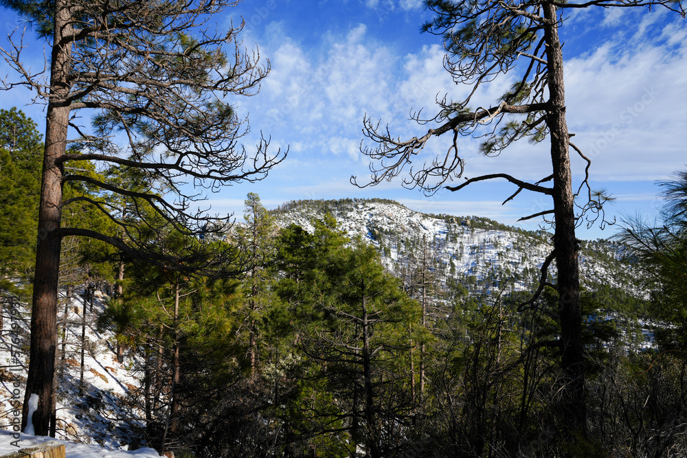 Obraz premium Snowy mountain with pine trees landscapes and natural winter scenes 