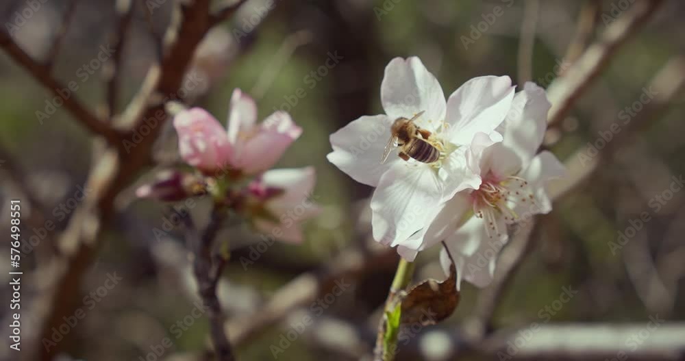 Honey bee pollinate almond flowers on tree in spring blossom. Honey bee pollinate almond flowers on tree in spring blossom.