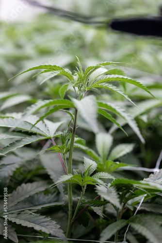 Marijuana Plant  Cannabis Buds  Marijuana Grow