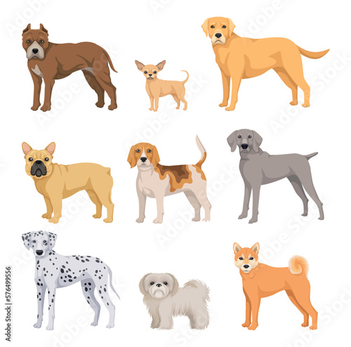 Set of different breeds of dogs. Stickers with cute fluffy puppies  dalmatians  chihuahua  french bulldog  shiba inu  terrier and labrador. Cartoon flat vector collection isolated on white background