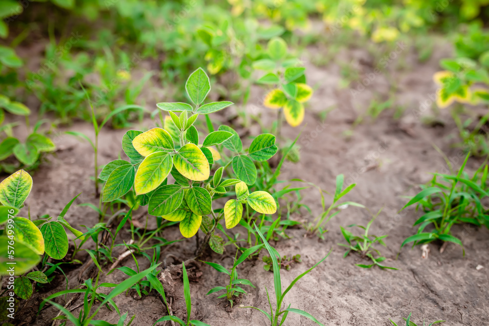 Weeds in the soybean field. Problems with growing soybeans. Yellow leaves of young soybeans in a