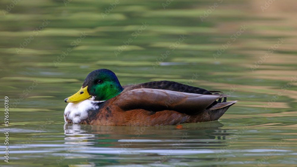 Male mallard duck, portrait of a duck with reflection in clean lake water. Male mallard duck, portrait of a duck with reflection in clean lake water.