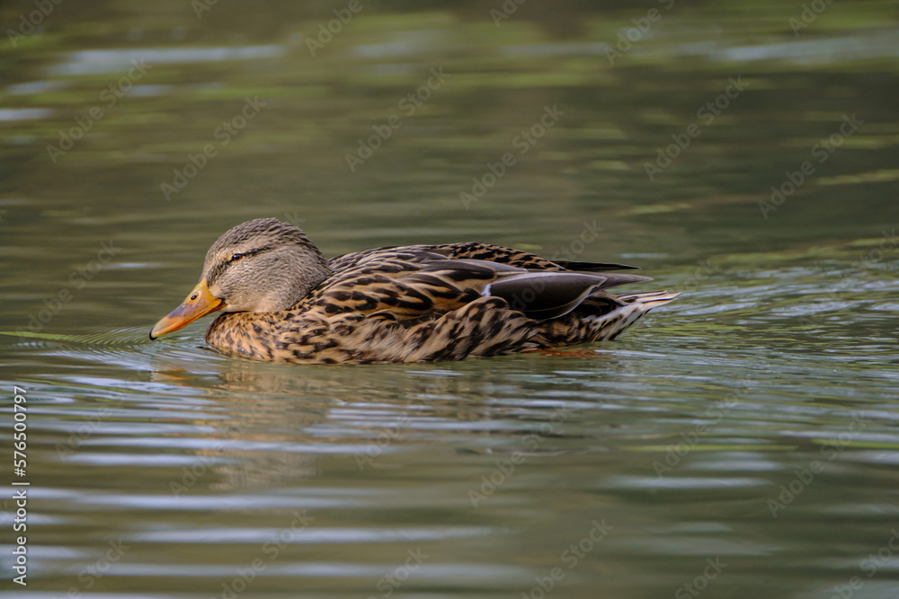 Female mallard duck, portrait of a duck with reflection in clean lake water. Female mallard duck, portrait of a duck with reflection in clean lake water.