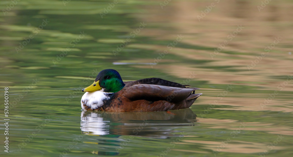 Obraz premium Male mallard duck, portrait of a duck with reflection in clean lake water.