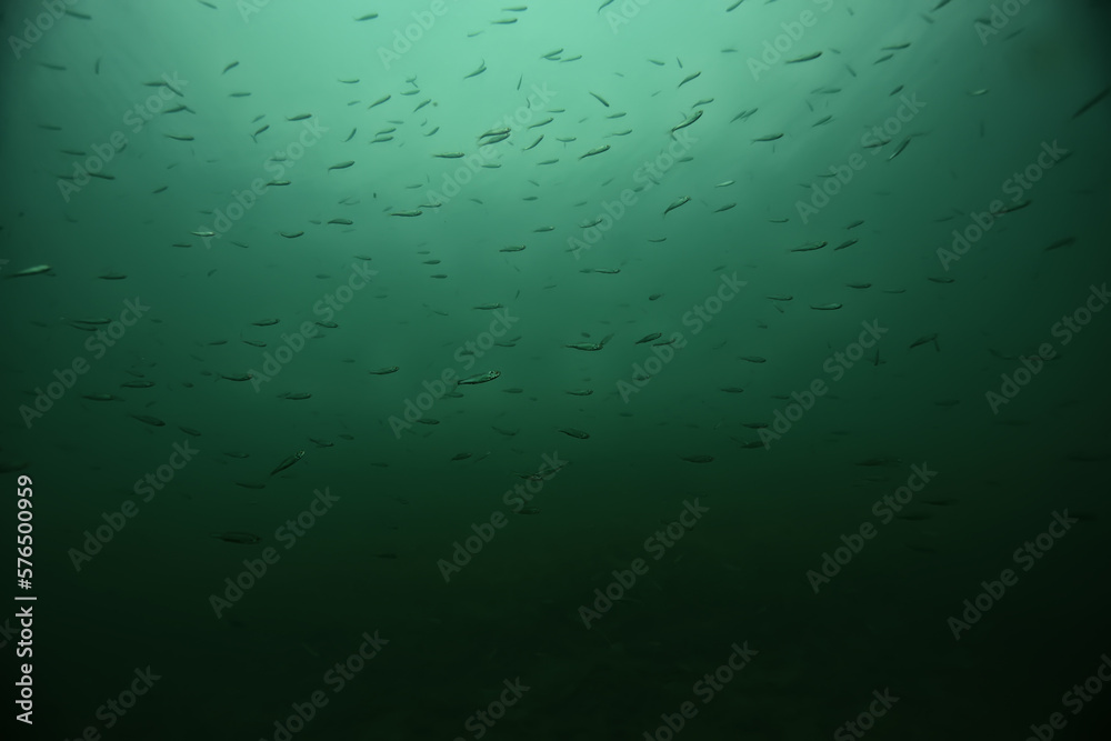 flock of anchovy small fish in cold water underwater background flock of anchovy small fish in cold water underwater background
