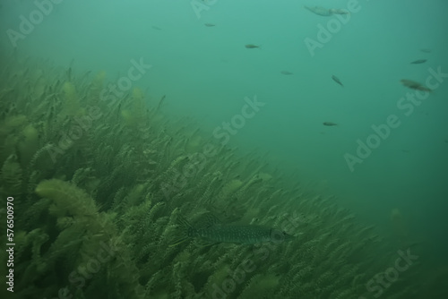 underwater landscape green algae background abstract water