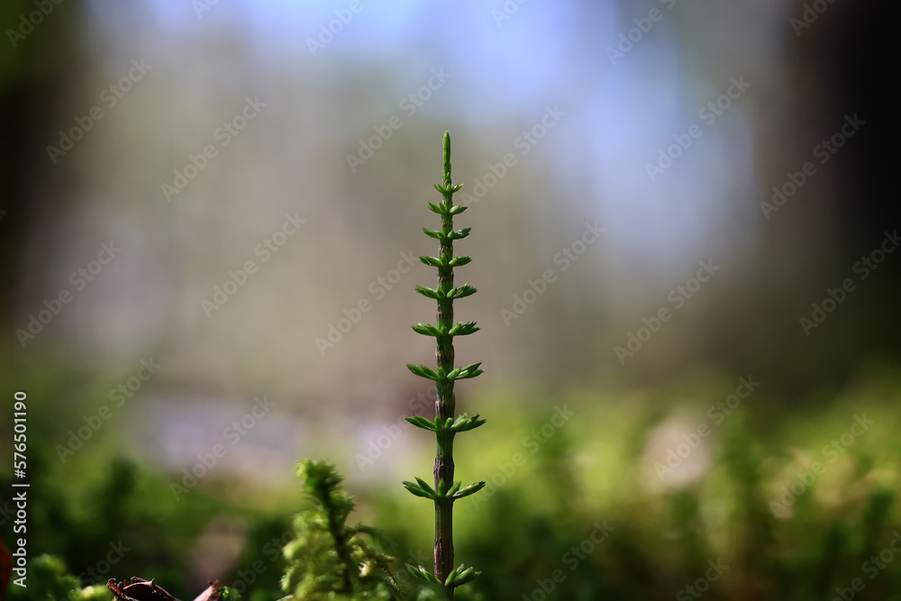 green shoots graphics concept nature horsetail in the forest green shoots graphics concept nature horsetail in the forest