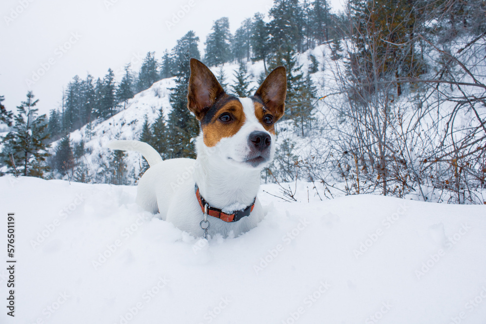 Low angle view of a Jack Russell Terrier dog standing in deep snow with evergreen forest in the distance Low angle view of a Jack Russell Terrier dog standing in deep snow with evergreen forest in the distance