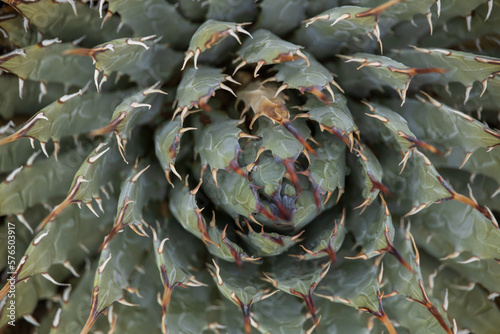 Agave plant close-up