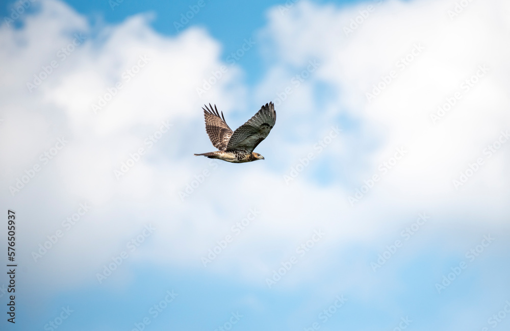 Fototapeta premium Red Tailed Hawk