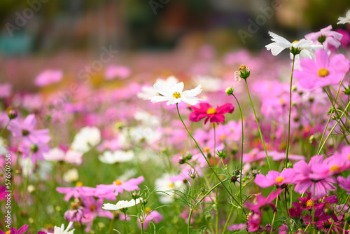 Beautiful cosmos flowers blossom in garden, Flower field in spring season © nungning20