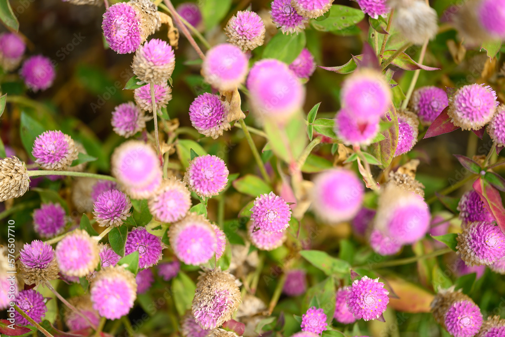 Beautiful pink Globe Amaranth flower blooming in garden Beautiful pink Globe Amaranth flower blooming in garden