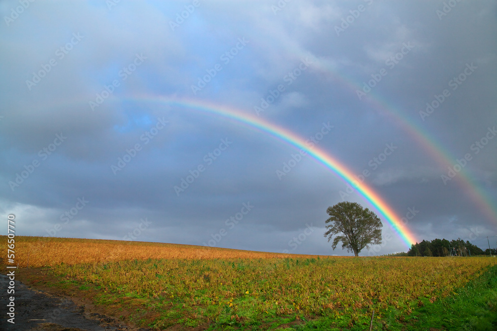 Naklejka premium 豆畑のポプラの木と虹（美瑛町）.jpg