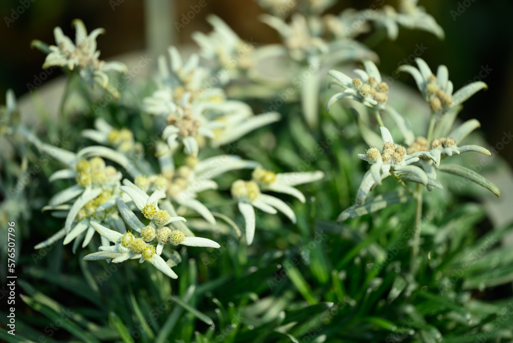 Beautiful Edelweiss flower blossom, Mountain flower and used in traditinal medine Beautiful Edelweiss flower blossom, Mountain flower and used in traditinal medine