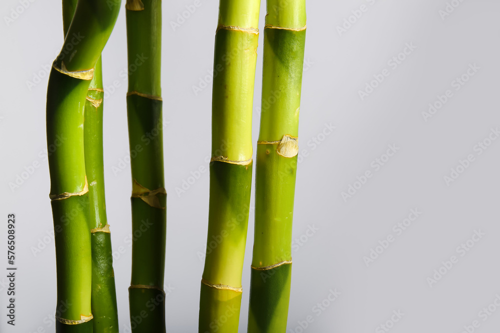 Obraz premium Bamboo branches on light background, closeup
