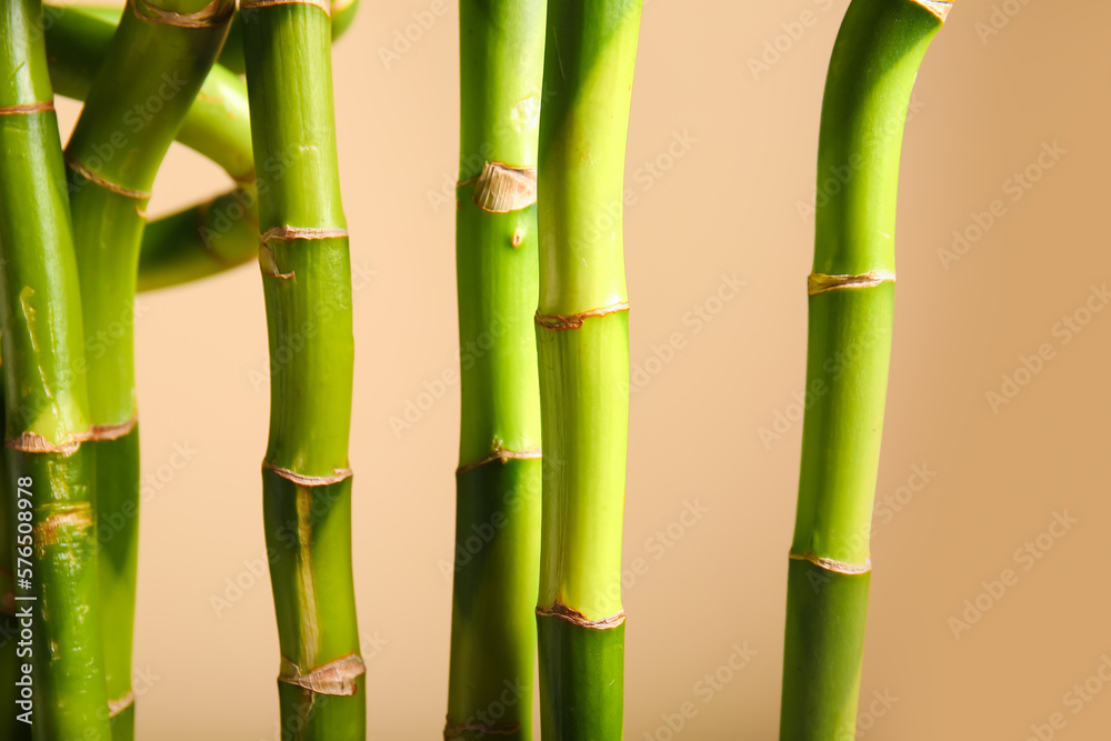 Bamboo branches on beige background, closeup Bamboo branches on beige background, closeup
