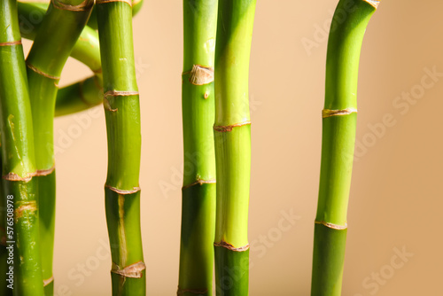 Bamboo branches on beige background  closeup