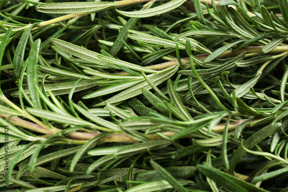 Fresh organic rosemary twigs as background, closeup Fresh organic rosemary twigs as background, closeup