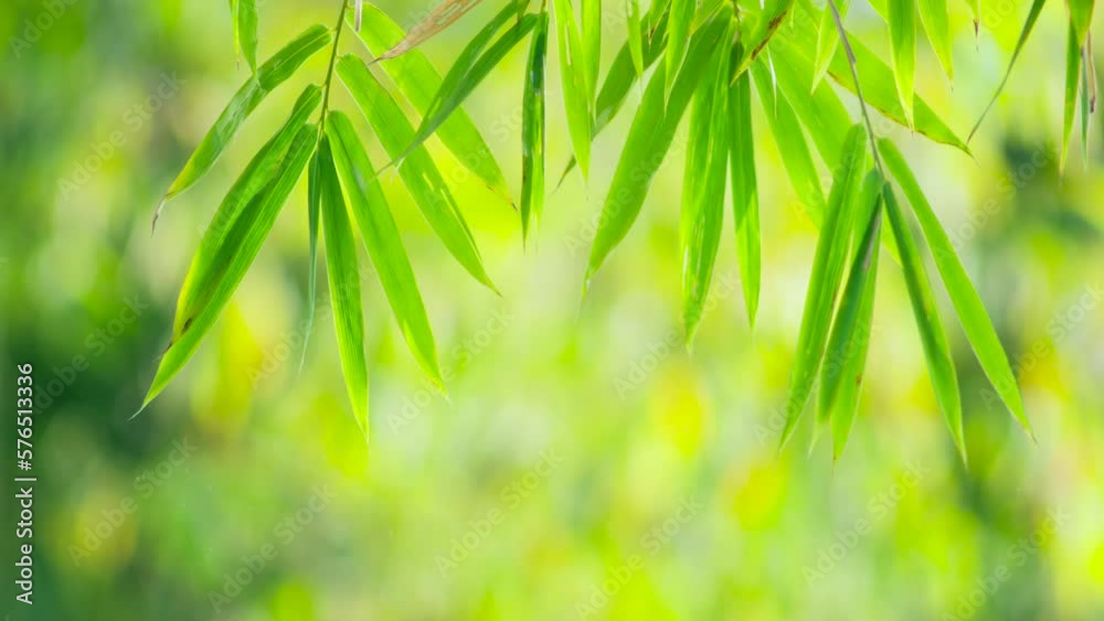 bamboo forest background bamboo forest background