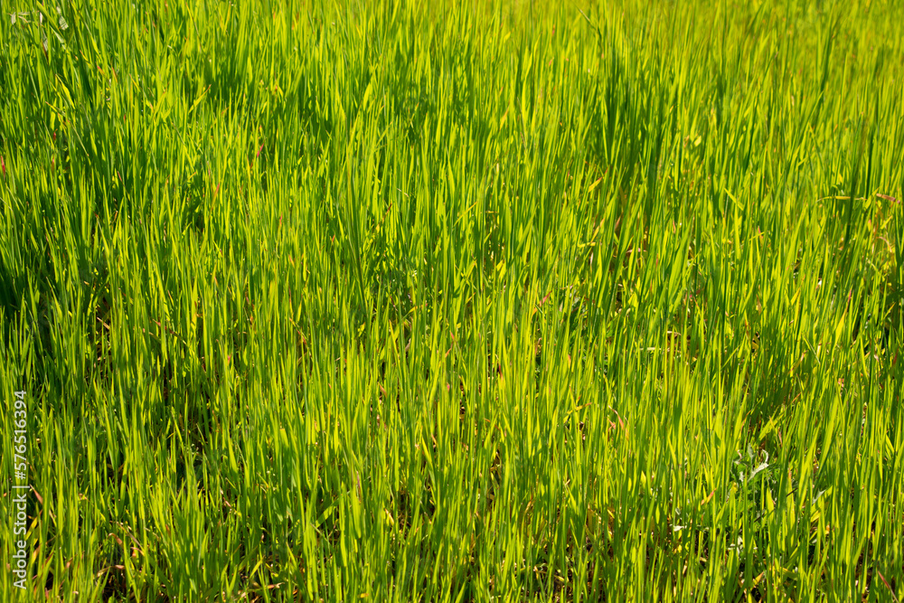 green grass background green grass background