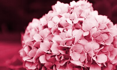 Foto auf Acrylglas Pantone 2023 Viva Magenta Beautiful flowers in Viva Magenta modern color  © BillionPhotos.com