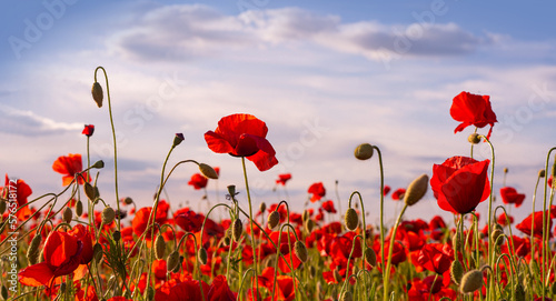 Obraz na płótnie Poppy field for Anzac background