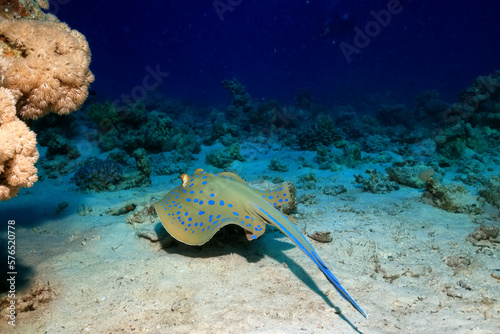 blue-spotted stingray underwater coral tropical fish