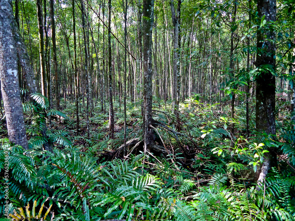 Fototapeta premium view of standing mangrove forest for production into wood charcoal