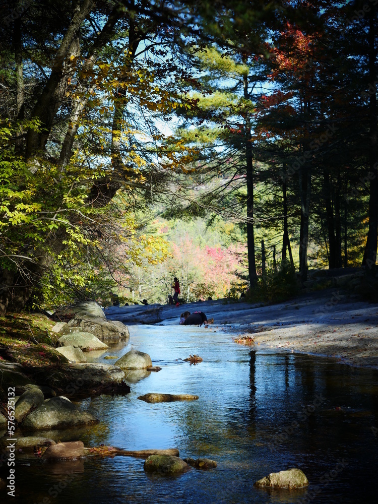 Obraz premium Creek along a lush forest