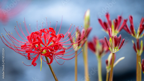 大自然の彼岸花
Glor in nature
日本(秋)撮影
Japan (autumn) shooting
九州・熊本県阿蘇郡西原村(河川敷)
Kyushu / Kumamoto Prefecture Nishihara Village (riverbed) photo