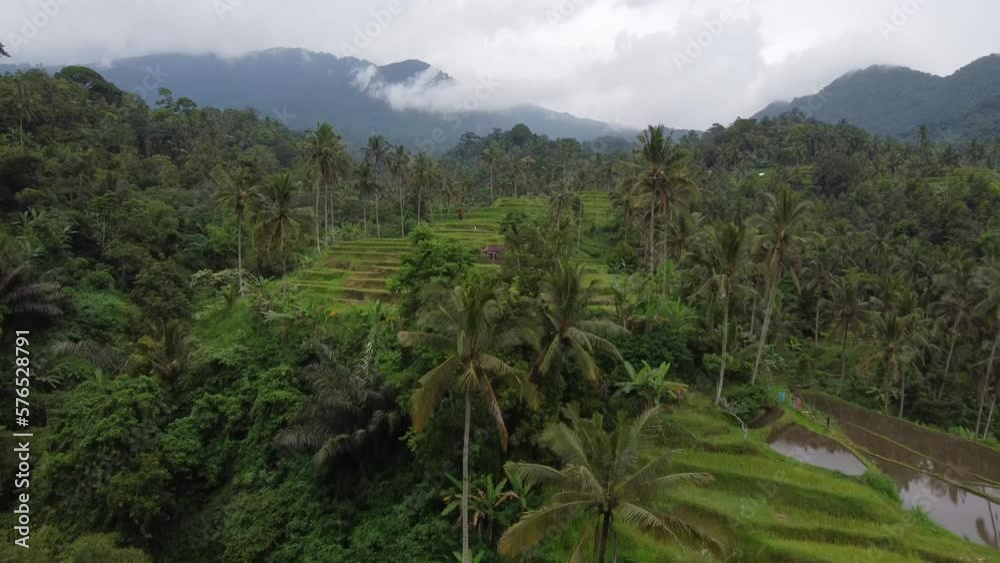Aerial of Tegallalang Rice Terrace Aerial of Tegallalang Rice Terrace