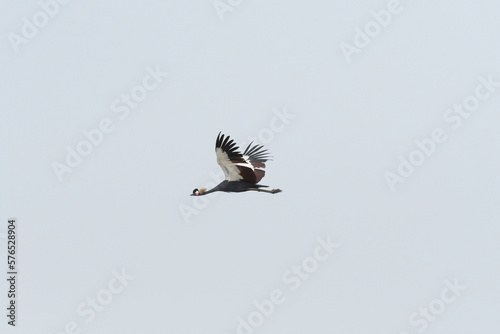 Black crowned crane flying in blue sky
