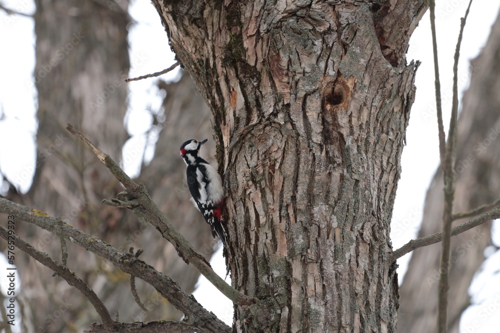 Woodpecker in the forest on a tree Woodpecker in the forest on a tree