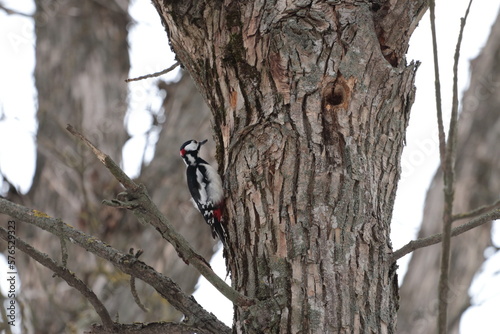 Woodpecker in the forest on a tree