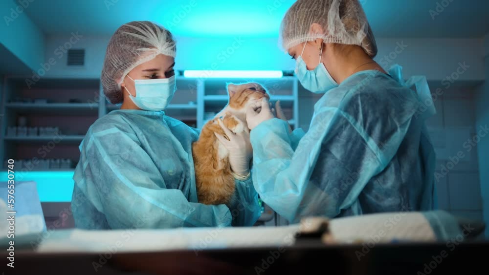 The nurses are checking up on the orange cat's condition after the operation. The orange cat looks healthy and relaxed in the hands of a nurse. High quality 4k footage The nurses are checking up on the orange cat's condition after the operation. The orange cat looks healthy and relaxed in the hands of a nurse. High quality 4k footage