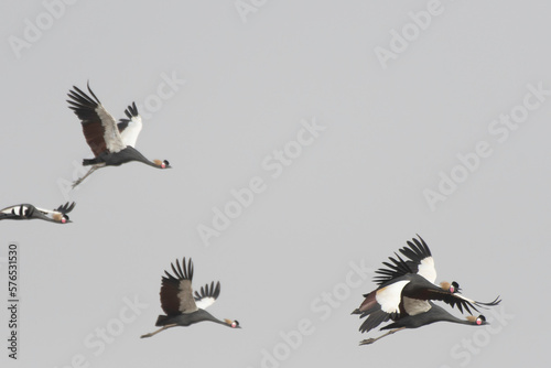 Flock of black crowned cranes flying photo