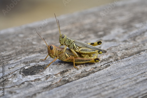 close up of a grasshopper © Becki