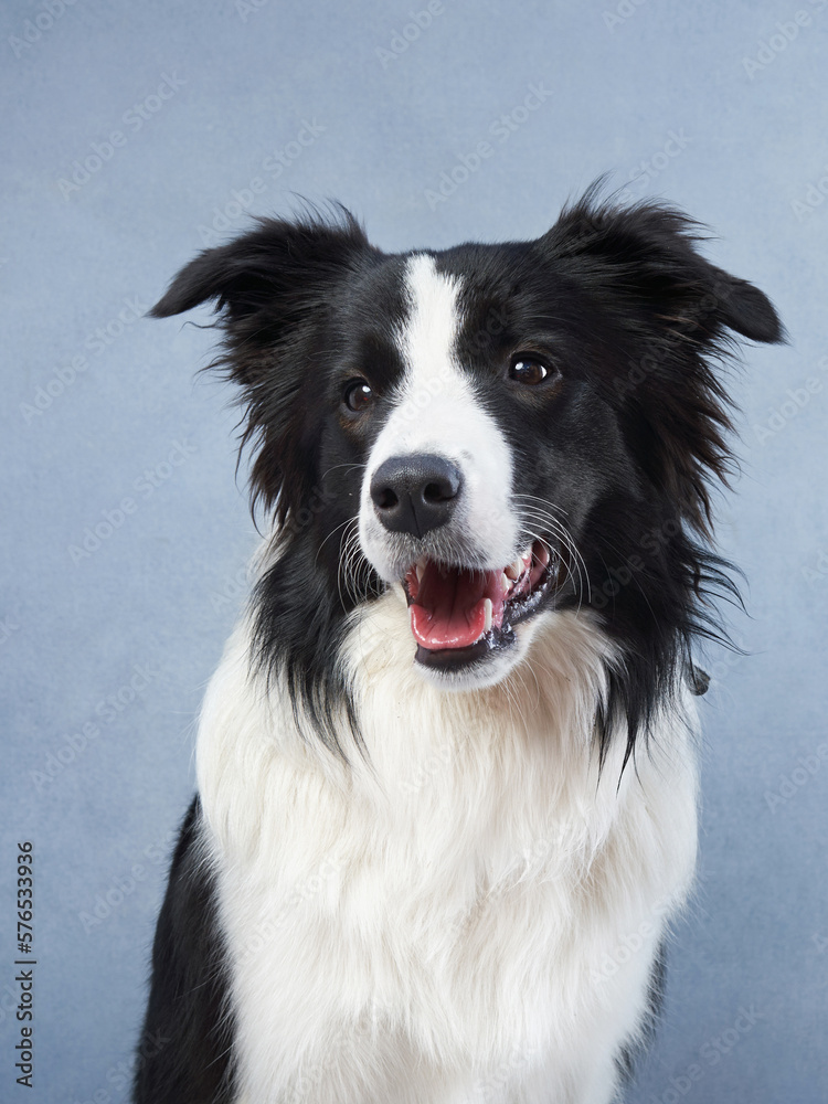 Happy dog on a blue background. black and white border collie funny muzzle in studio