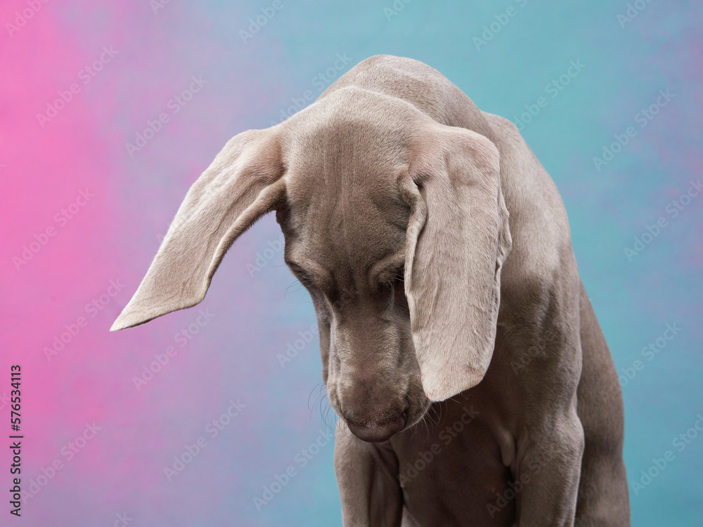 Weimaraner puppy on a bright background. Portrait of a gray dog. Funny Pet in the studio