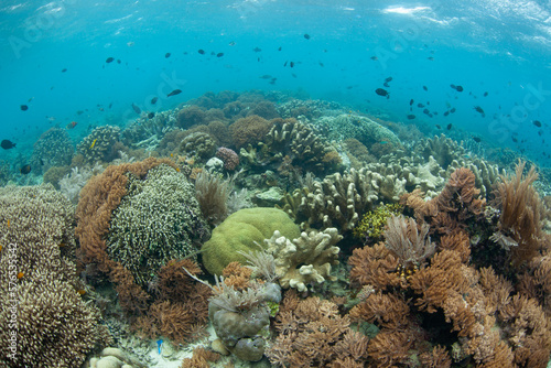 Fish and corals thrive on a shallow reef in Bunaken National Park in North Sulawesi, Indonesia. This region harbors extraordinary marine biodiversity. photo