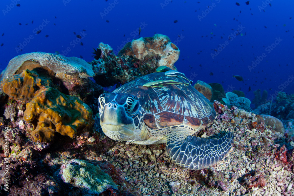 A Green sea turtle, Chelonia mydas, sits on a coral reef in North Sulawesi, Indonesia. This species is endangered due to being hunted for its meat. A Green sea turtle, Chelonia mydas, sits on a coral reef in North Sulawesi, Indonesia. This species is endangered due to being hunted for its meat.